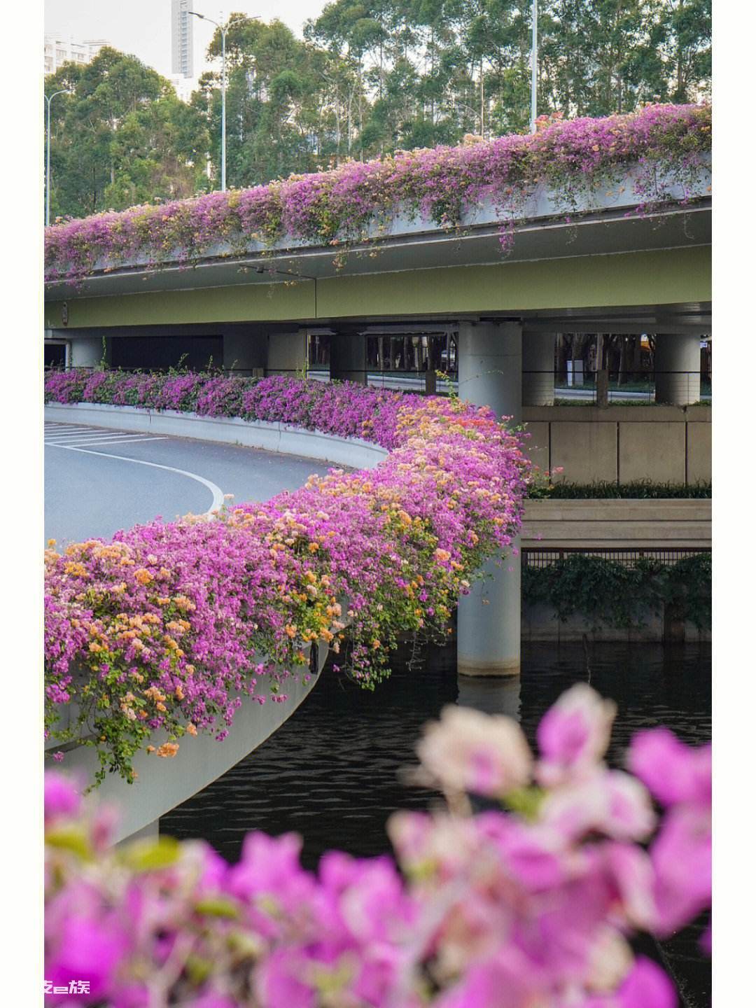 深圳市花叫簕杜鹃这个名字吗(深圳最常见五种绿化花卉苗木)-图片1